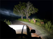 Game Drive