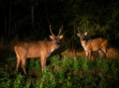 Game Drive