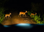 Game Drive