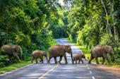 Forest Road