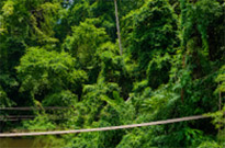 Jungle Trail