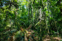 Jungle Trail