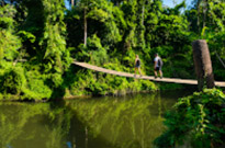 Jungle Trail