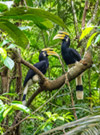 Jungle Trail