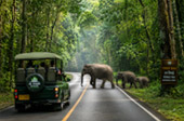 Forest Road