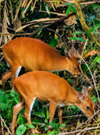 Jungle Trail