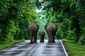 Forest Road