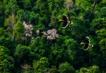 Khao Yai National Park