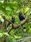 Jungle Walk in UNESCO World Heritage Site