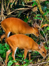 Jungle Walk in UNESCO World Heritage Site