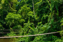 Jungle Walk in UNESCO World Heritage Site