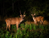 Game Drive