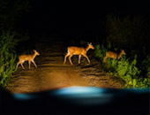 Game Drive