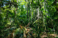 Jungle Walk in UNESCO World Heritage Site