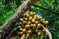 Jungle Walk in UNESCO World Heritage Site