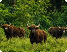 Khao Yai and Wang Nam Khiao 4 Days 3 Nights