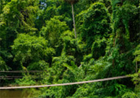 Jungle Short Trail