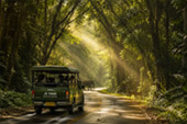 Forest Road