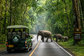 Forest Road