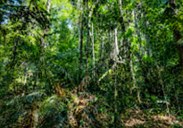 Jungle Short Trail