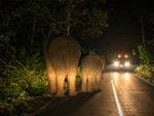 Game Drive