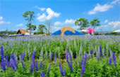 Flowers Farm