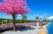 Flowers Farm