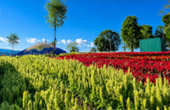 Flowers Farm