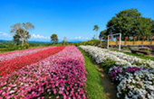 Flowers Farm