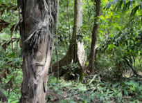 Nature Experience One day trip from Phuket