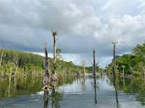 Klong Root Safari: A Journey into Nature Hidden Depths