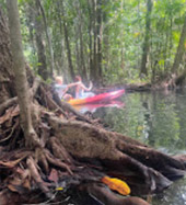 Klong Root Safari: A Journey into Nature Hidden Depths