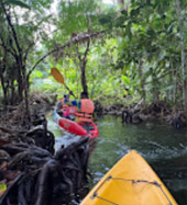Klong Root Safari: A Journey into Nature Hidden Depths