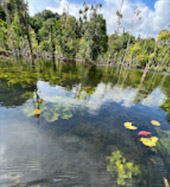 Klong Root Safari: A Journey into Nature Hidden Depths