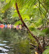 Klong Root Safari: A Journey into Nature Hidden Depths