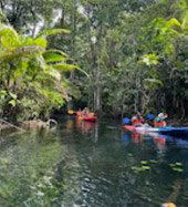 Klong Root Safari: A Journey into Nature Hidden Depths