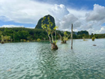 Klong Root Safari: A Journey into Nature Hidden Depths