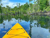 Klong Root Safari: A Journey into Nature Hidden Depths