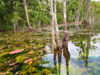 Klong Root Safari: A Journey into Nature Hidden Depths