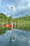 Klong Root Safari: A Journey into Nature Hidden Depths