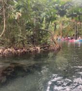 Klong Root Safari: A Journey into Nature Hidden Depths