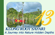 Klong Root Safari: A Journey into Nature Hidden Depths