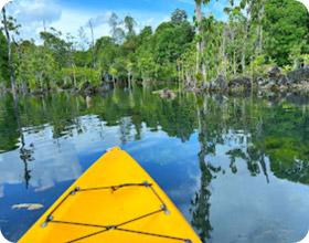 Klong Root Safari: A Journey into Nature Hidden Depths Klong Root Safari: A Journey into Nature Hidden Depths