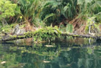 Clear Canal Kayaking