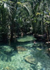 Clear Canal Kayaking