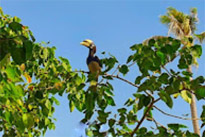 Koh Bulone - More nature than Lipe