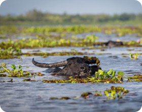 Kayaking and Lotus Sea Discover