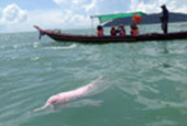 One Day Tour, Dolphins and Holy Khai Uncle