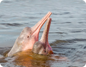 Cheowlan Lake, Khaosok and Pink Dolphins 3 Days