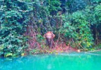 One Day Nature Exploration: Chiew Larn Lake